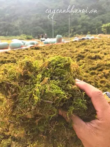 Cách Xử Lý Rêu Trên Giá Thể Trồng Lan Hiệu Quả Cho Cây Khỏe Mạnh Cách Xử Lý Rêu Trên Giá Thể Trồng Lan Hiệu Quả Cho Cây Khỏe Mạnh