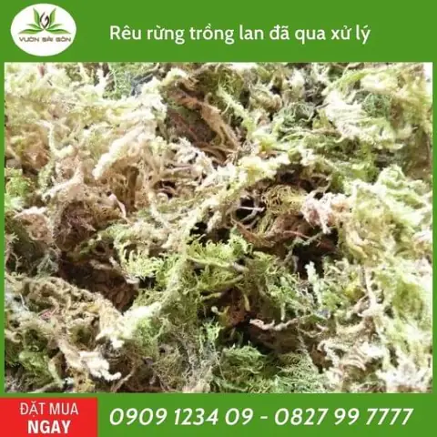 Cách Xử Lý Rêu Trên Giá Thể Trồng Lan Hiệu Quả Cho Cây Khỏe Mạnh Cách Xử Lý Rêu Trên Giá Thể Trồng Lan Hiệu Quả Cho Cây Khỏe Mạnh
