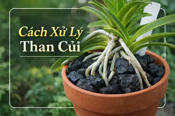 Cách Xử Lý Than Củi Trồng Lan Đúng Cách: Hướng Dẫn Chi Tiết Cho Người Mới Bắt Đầu