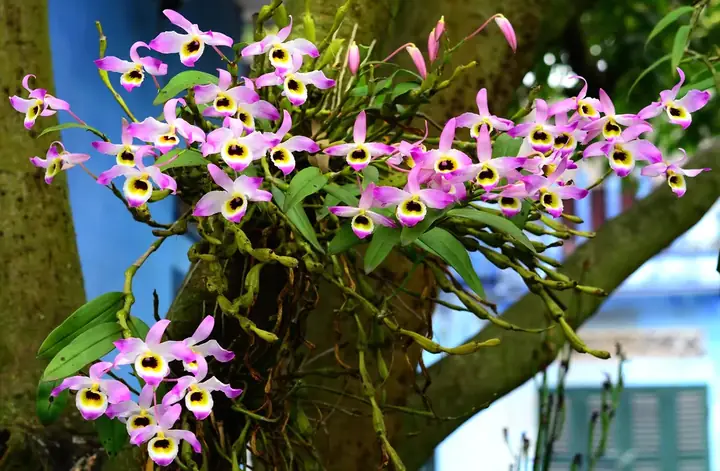 Hoàng Thảo Chuỗi Ngọc: Cách Trồng, Chăm Sóc Và Bí Quyết Giúp Lan Phát Triển Tươi Tốt Hoàng Thảo Chuỗi Ngọc: Cách Trồng, Chăm Sóc Và Bí Quyết Giúp Lan Phát Triển Tươi Tốt