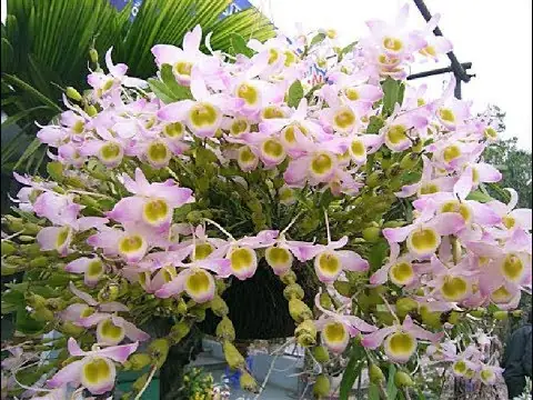 Hoàng Thảo Chuỗi Ngọc: Cách Trồng, Chăm Sóc Và Bí Quyết Giúp Lan Phát Triển Tươi Tốt Hoàng Thảo Chuỗi Ngọc: Cách Trồng, Chăm Sóc Và Bí Quyết Giúp Lan Phát Triển Tươi Tốt