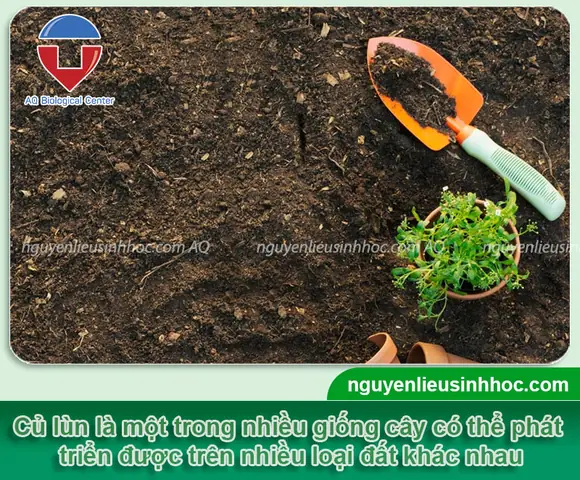 Hướng Dẫn Chi Tiết Cách Trồng Củ Lùn Tại Nhà Đơn Giản, Năng Suất Cao
