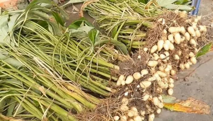Hướng Dẫn Chi Tiết Cách Trồng Củ Lùn Tại Nhà Đơn Giản, Năng Suất Cao