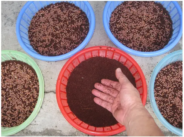Hướng Dẫn Chi Tiết Cách Trồng Rau Muống Mầm Tại Nhà Nhanh Thu Hoạch