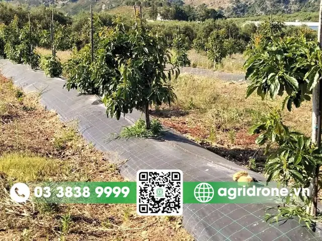 Khoảng Cách Trồng Bơ Xen Canh Cà Phê Chuẩn Theo Kỹ Thuật Nâng Cao Năng Suất Khoảng Cách Trồng Bơ Xen Canh Cà Phê Chuẩn Theo Kỹ Thuật Nâng Cao Năng Suất