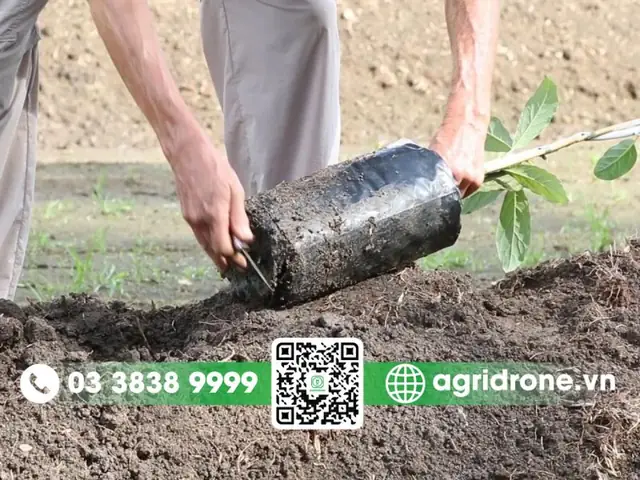 Khoảng Cách Trồng Bơ Xen Canh Cà Phê Chuẩn Theo Kỹ Thuật Nâng Cao Năng Suất Khoảng Cách Trồng Bơ Xen Canh Cà Phê Chuẩn Theo Kỹ Thuật Nâng Cao Năng Suất