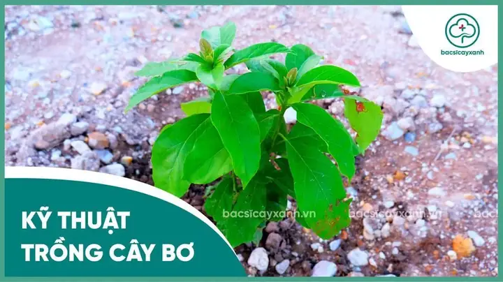 Khoảng Cách Trồng Bơ Xen Canh Cà Phê Chuẩn Theo Kỹ Thuật Nâng Cao Năng Suất Khoảng Cách Trồng Bơ Xen Canh Cà Phê Chuẩn Theo Kỹ Thuật Nâng Cao Năng Suất