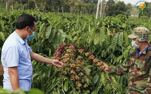 Khoảng Cách Trồng Cà Phê Dây: Bí Quyết Cho Năng Suất Cao Và Vườn Bền Vững