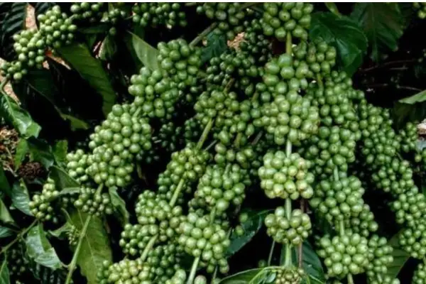 Khoảng Cách Trồng Cà Phê Dây: Bí Quyết Cho Năng Suất Cao Và Vườn Bền Vững