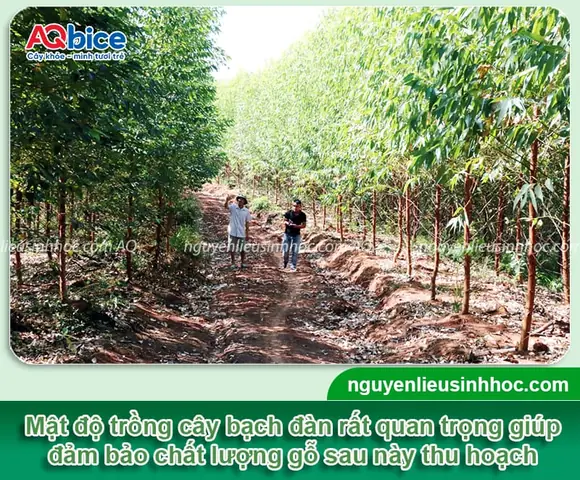 Khoảng Cách Trồng Cây Bạch Đàn Hợp Lý Cho Năng Suất Tối Ưu Khoảng Cách Trồng Cây Bạch Đàn Hợp Lý Cho Năng Suất Tối Ưu
