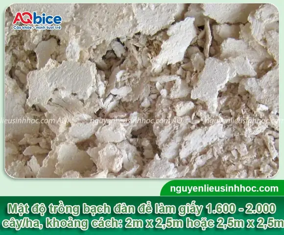 Khoảng Cách Trồng Cây Bạch Đàn Hợp Lý Cho Năng Suất Tối Ưu Khoảng Cách Trồng Cây Bạch Đàn Hợp Lý Cho Năng Suất Tối Ưu