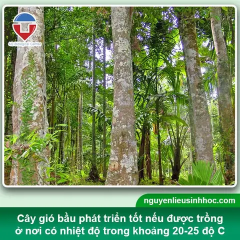 Khoảng Cách Trồng Cây Gió Bầu: Hướng Dẫn Chi Tiết & Kinh Nghiệm Khoảng Cách Trồng Cây Gió Bầu: Hướng Dẫn Chi Tiết & Kinh Nghiệm