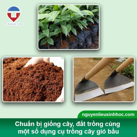 Khoảng Cách Trồng Cây Gió Bầu: Hướng Dẫn Chi Tiết & Kinh Nghiệm Khoảng Cách Trồng Cây Gió Bầu: Hướng Dẫn Chi Tiết & Kinh Nghiệm
