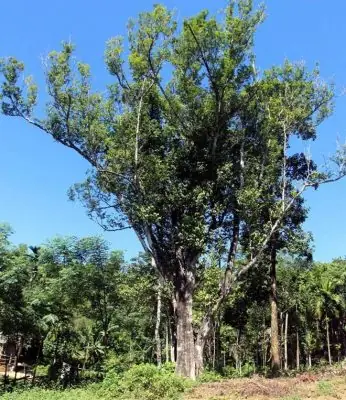 Khoảng Cách Trồng Cây Gió Bầu: Hướng Dẫn Chi Tiết & Kinh Nghiệm Khoảng Cách Trồng Cây Gió Bầu: Hướng Dẫn Chi Tiết & Kinh Nghiệm