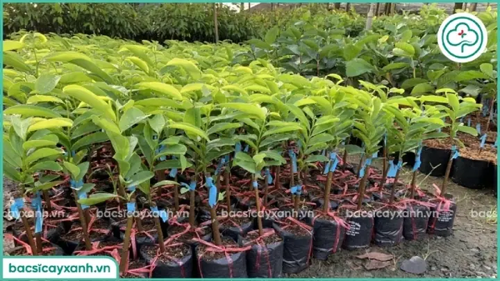 Khoảng Cách Trồng Mãng Cầu Xiêm Thái Chuẩn: Tối Ưu Năng Suất Vườn Khoảng Cách Trồng Mãng Cầu Xiêm Thái Chuẩn: Tối Ưu Năng Suất Vườn