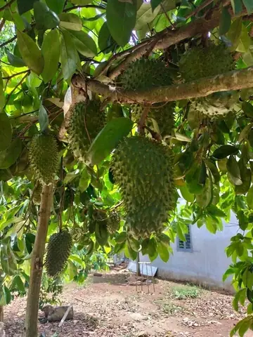 Khoảng Cách Trồng Mãng Cầu Xiêm Thái Chuẩn: Tối Ưu Năng Suất Vườn Khoảng Cách Trồng Mãng Cầu Xiêm Thái Chuẩn: Tối Ưu Năng Suất Vườn