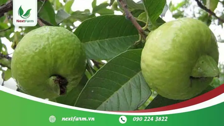 Khoảng Cách Trồng Ổi Hợp Lý: Hướng Dẫn Chi Tiết Cho Năng Suất Tối Ưu