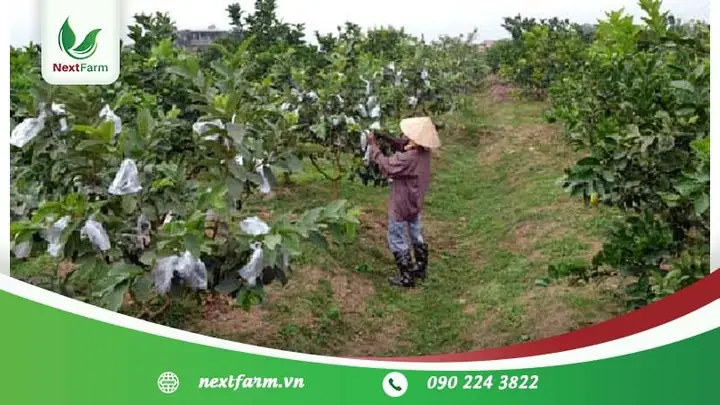 Khoảng Cách Trồng Ổi Hợp Lý: Hướng Dẫn Chi Tiết Cho Năng Suất Tối Ưu