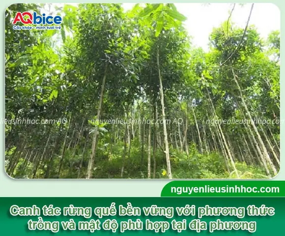 Khoảng Cách Trồng Quế Chuẩn: Hướng Dẫn Mật Độ & Kỹ Thuật Cho Năng Suất Cao