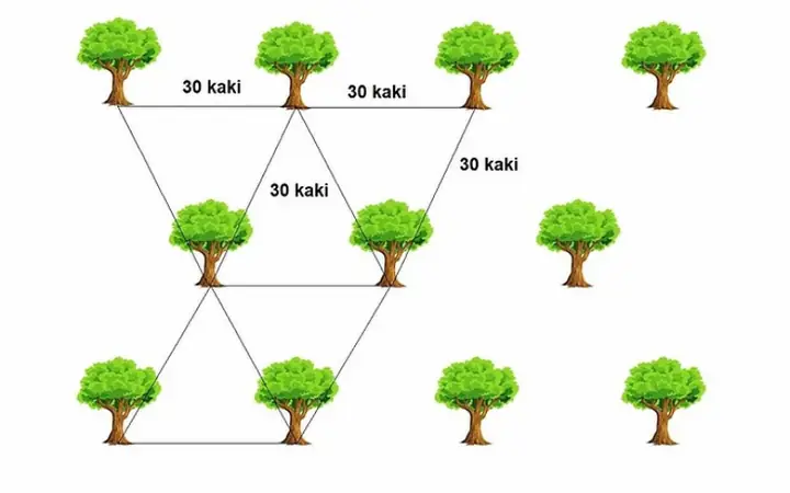 Khoảng Cách Trồng Sầu Riêng Thái Monthong Hợp Lý: Hướng Dẫn Chi Tiết 2024