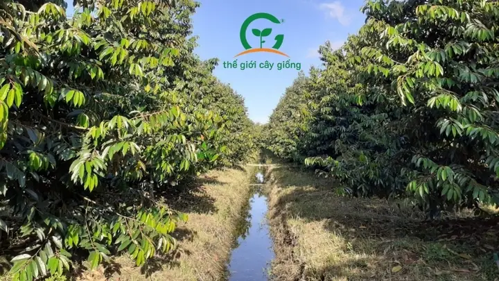 Khoảng Cách Trồng Sầu Riêng Thái Monthong Hợp Lý: Hướng Dẫn Chi Tiết 2024