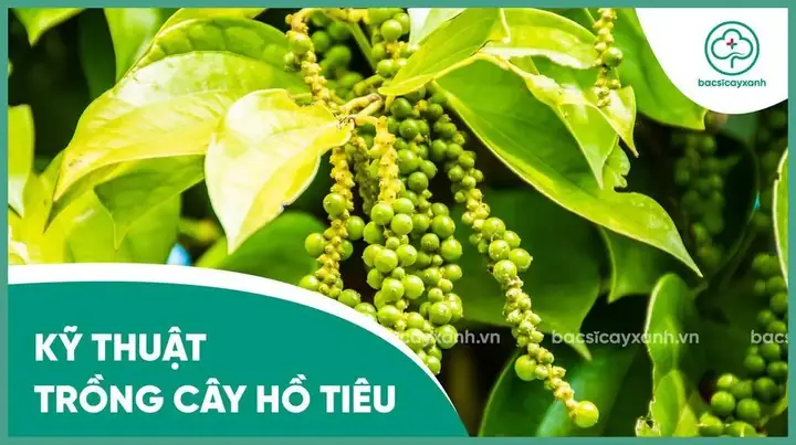 Khoảng Cách Trồng Tiêu Lý Tưởng: Hướng Dẫn Chi Tiết Từ A-Z Cho Năng Suất Vượt Trội Khoảng Cách Trồng Tiêu Lý Tưởng: Hướng Dẫn Chi Tiết Từ A-Z Cho Năng Suất Vượt Trội