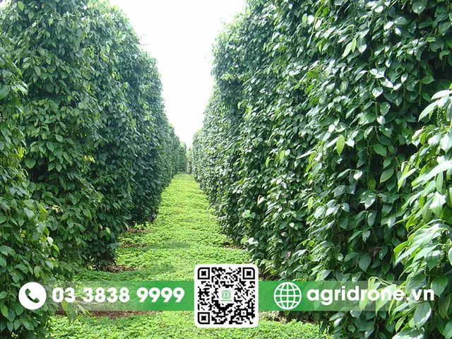 Khoảng Cách Trồng Tiêu Lý Tưởng: Hướng Dẫn Chi Tiết Từ A-Z Cho Năng Suất Vượt Trội Khoảng Cách Trồng Tiêu Lý Tưởng: Hướng Dẫn Chi Tiết Từ A-Z Cho Năng Suất Vượt Trội