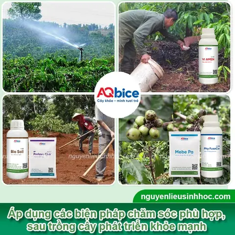 Quy Cách Trồng Cà Phê Xanh Lùn: Khoảng Cách, Kỹ Thuật Và Chăm Sóc Hiệu Quả