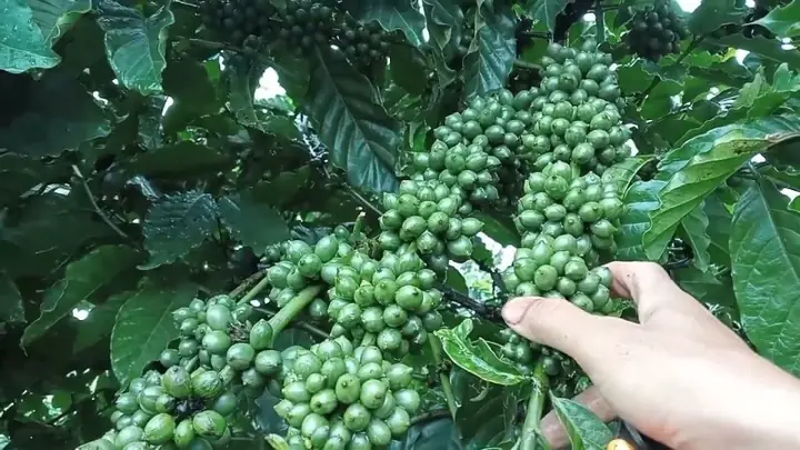 Quy Cách Trồng Cà Phê Xanh Lùn: Khoảng Cách, Kỹ Thuật Và Chăm Sóc Hiệu Quả
