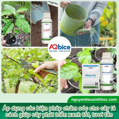 Trồng Cây Vọng Cách: Hướng Dẫn Chi Tiết Từ A-Z Cho Người Mới Bắt Đầu