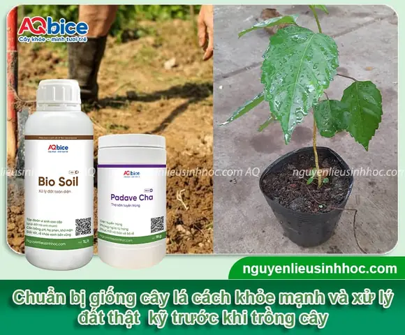 Trồng Cây Vọng Cách: Hướng Dẫn Chi Tiết Từ A-Z Cho Người Mới Bắt Đầu