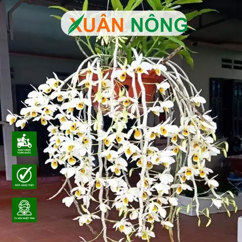 Trồng Lan Đúng Cách: Hướng Dẫn Chi Tiết Từ A-Z Cho Người Mới Bắt Đầu
