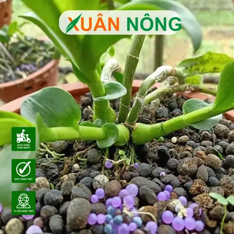 Trồng Lan Đúng Cách: Hướng Dẫn Chi Tiết Từ A-Z Cho Người Mới Bắt Đầu