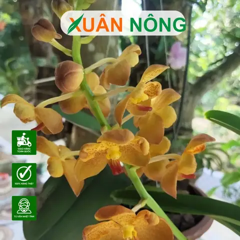 Trồng Lan Đúng Cách: Hướng Dẫn Chi Tiết Từ A-Z Cho Người Mới Bắt Đầu