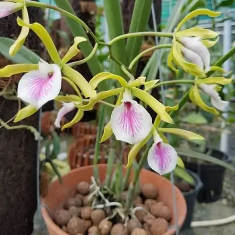 Hướng Dẫn Trồng Và Chăm Sóc Lan Brassavola Nodosa (nữ Hoàng Bóng Đêm) Từ A-Z: Kỹ Thuật Trồng, Giá Thể, Bón Tưới Và Kích Hoa Quanh Năm
