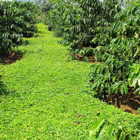 Các Biện Pháp Cải Tạo Đất Trồng Ở Địa Phương Em: Phân Loại Theo Loại Đất & Thực Tiễn Hiệu Quả