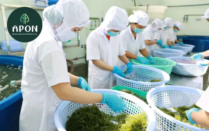 Hướng Dẫn Các Cách Trồng Rong Nho Biển: So Sánh 3 Phương Pháp, Quy Trình A-Z & Tiêu Chí Chọn Mô Hình Phù Hợp Hướng Dẫn Các Cách Trồng Rong Nho Biển: So Sánh 3 Phương Pháp, Quy Trình A-Z & Tiêu Chí Chọn Mô Hình Phù Hợp