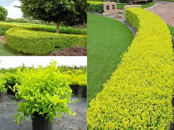 Các Loại Cây Trồng Dải Phân Cách: Phân Loại Theo Chức Năng, Tiêu Chí Chọn Chuẩn & Top Đề Xuất 2024