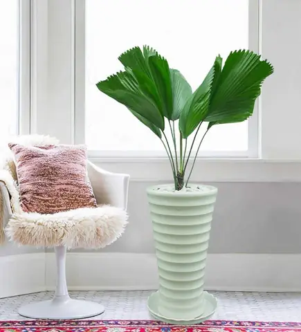 Tổng Hợp Các Loại Cây Trồng Theo Phong Cách Tropico Cho Sân Vườn Và Nội Thất Tổng Hợp Các Loại Cây Trồng Theo Phong Cách Tropico Cho Sân Vườn Và Nội Thất