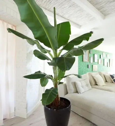 Tổng Hợp Các Loại Cây Trồng Theo Phong Cách Tropico Cho Sân Vườn Và Nội Thất Tổng Hợp Các Loại Cây Trồng Theo Phong Cách Tropico Cho Sân Vườn Và Nội Thất