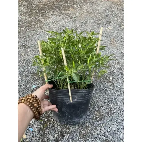 Cách Bảo Quản Ớt Sau Thu Hoạch Tươi Lâu, Ít Bị Héo Cách Bảo Quản Ớt Sau Thu Hoạch Tươi Lâu, Ít Bị Héo