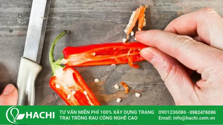 Cách Bảo Quản Ớt Sau Thu Hoạch Tươi Lâu, Ít Bị Héo Cách Bảo Quản Ớt Sau Thu Hoạch Tươi Lâu, Ít Bị Héo
