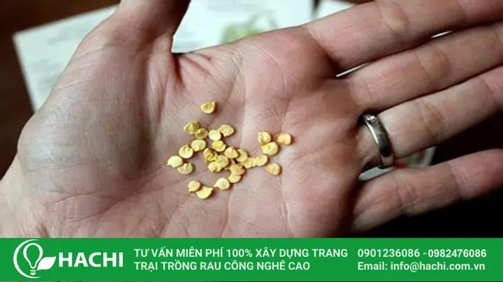 Cách Bảo Quản Ớt Sau Thu Hoạch Tươi Lâu, Ít Bị Héo Cách Bảo Quản Ớt Sau Thu Hoạch Tươi Lâu, Ít Bị Héo