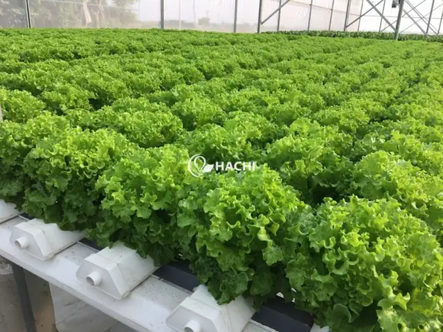 Cách Trồng Bắp Cải Trắng Thủy Canh Tại Nhà Từ A–Z Cách Trồng Bắp Cải Trắng Thủy Canh Tại Nhà Từ A–Z