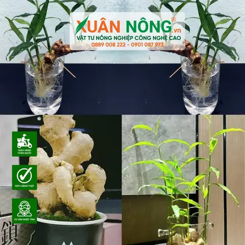 Cách Trồng Bắp Cải Trắng Thủy Canh Tại Nhà Từ A–Z Cách Trồng Bắp Cải Trắng Thủy Canh Tại Nhà Từ A–Z