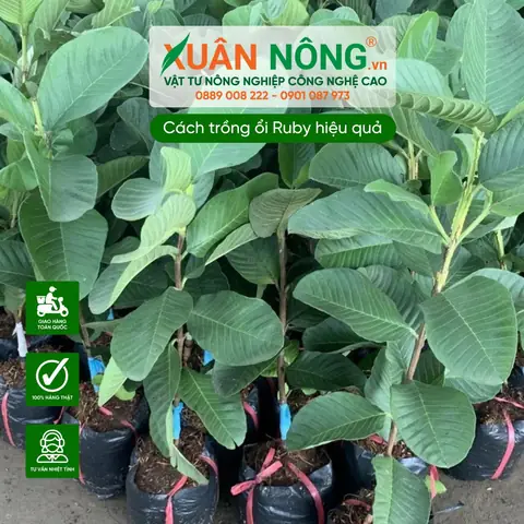 Cách Bọc Quả Ổi Bằng Lưới Xốp Hoặc Túi Nylon: Đúng Thời Điểm Để Hạn Chế Sâu Bệnh