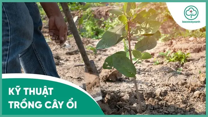 Cách Bọc Quả Ổi Bằng Lưới Xốp Hoặc Túi Nylon: Đúng Thời Điểm Để Hạn Chế Sâu Bệnh