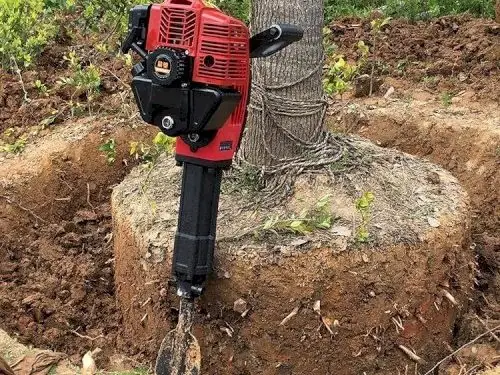 Cách Bứng Cây Trồng Sang Nơi Khác: Quy Trình Từng Bước Giúp Cây Sống Tốt