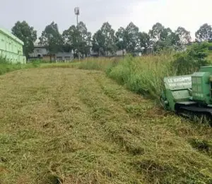 Cách Bứng Cây Trồng Sang Nơi Khác: Quy Trình Từng Bước Giúp Cây Sống Tốt