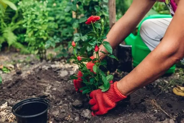 Cách Cải Tạo Đất Trồng Cây Cảnh Bị Chai, Nén Chặt Và Kém Dinh Dưỡng